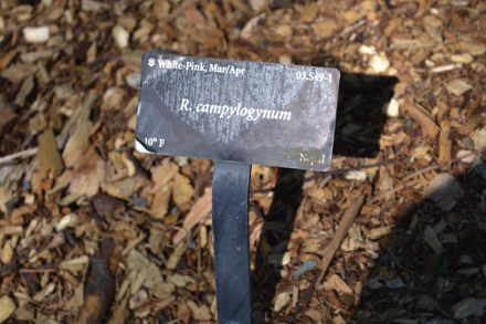 Identification sign for rhododendron species and location